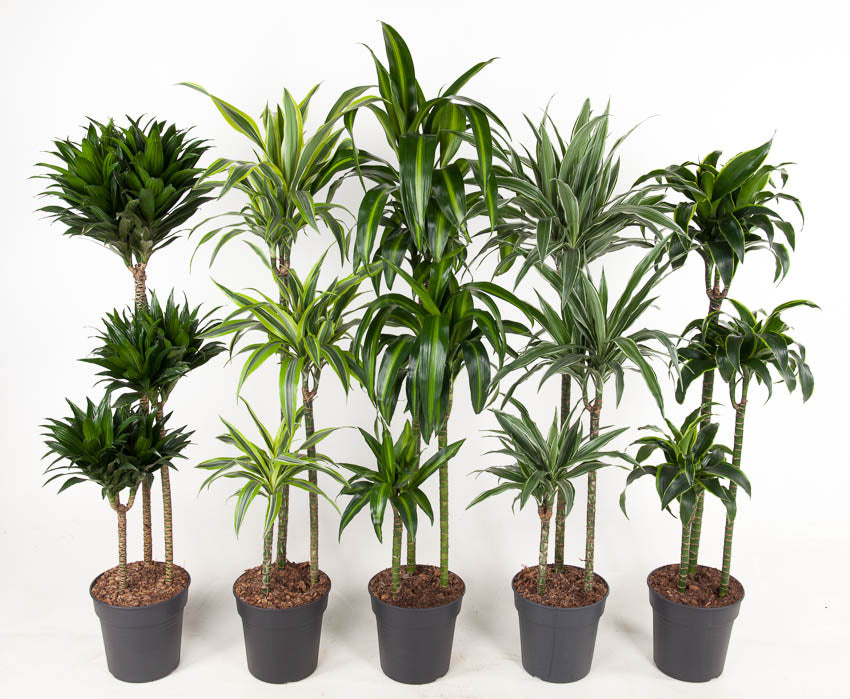 Dracaena mix 140cm 24cm Pot