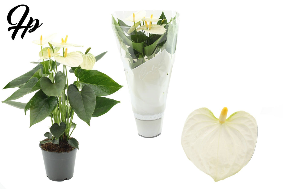 Anthurium Cocos in Christmas sleeve 40cm 12cm Pot