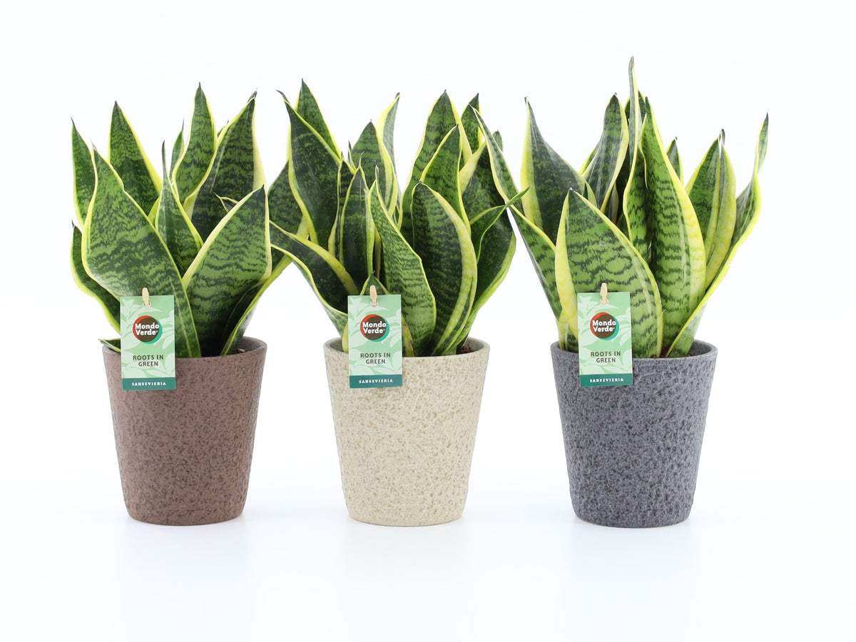 Sansevieria Futura Superba 35cm 13cm Pot
