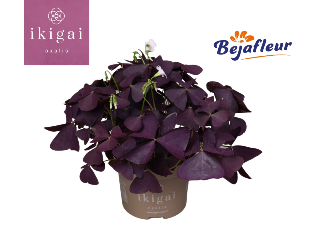 Bejafleur Oxalis Ikigai Mijke Pack of 8