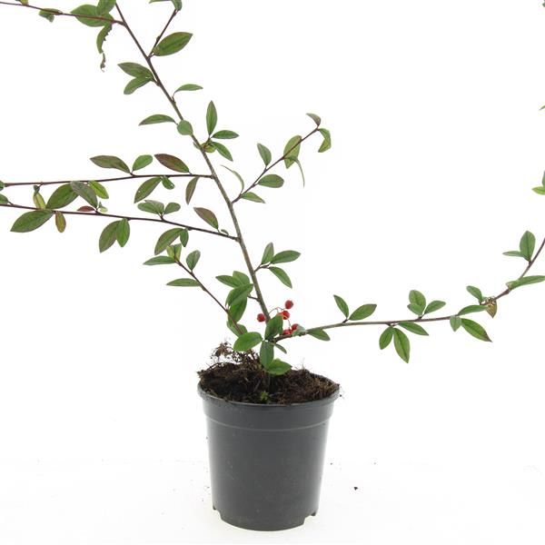 Cotoneaster salicifolius 10cm 14cm Pot