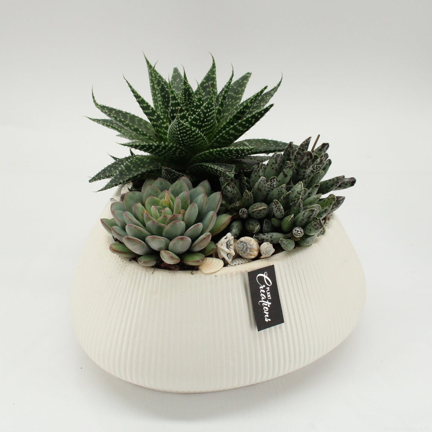 Indoor green arrangement 20cm 24cm Pot