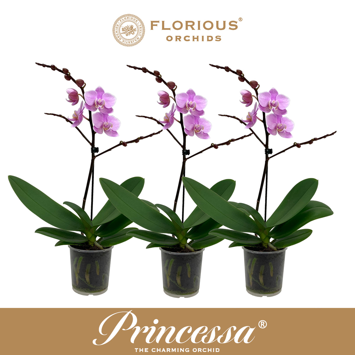 Phalaenopsis pink 40cm 9cm Pot