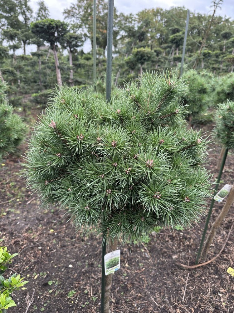 Pinus sylvestris 85cm 40cm Pot