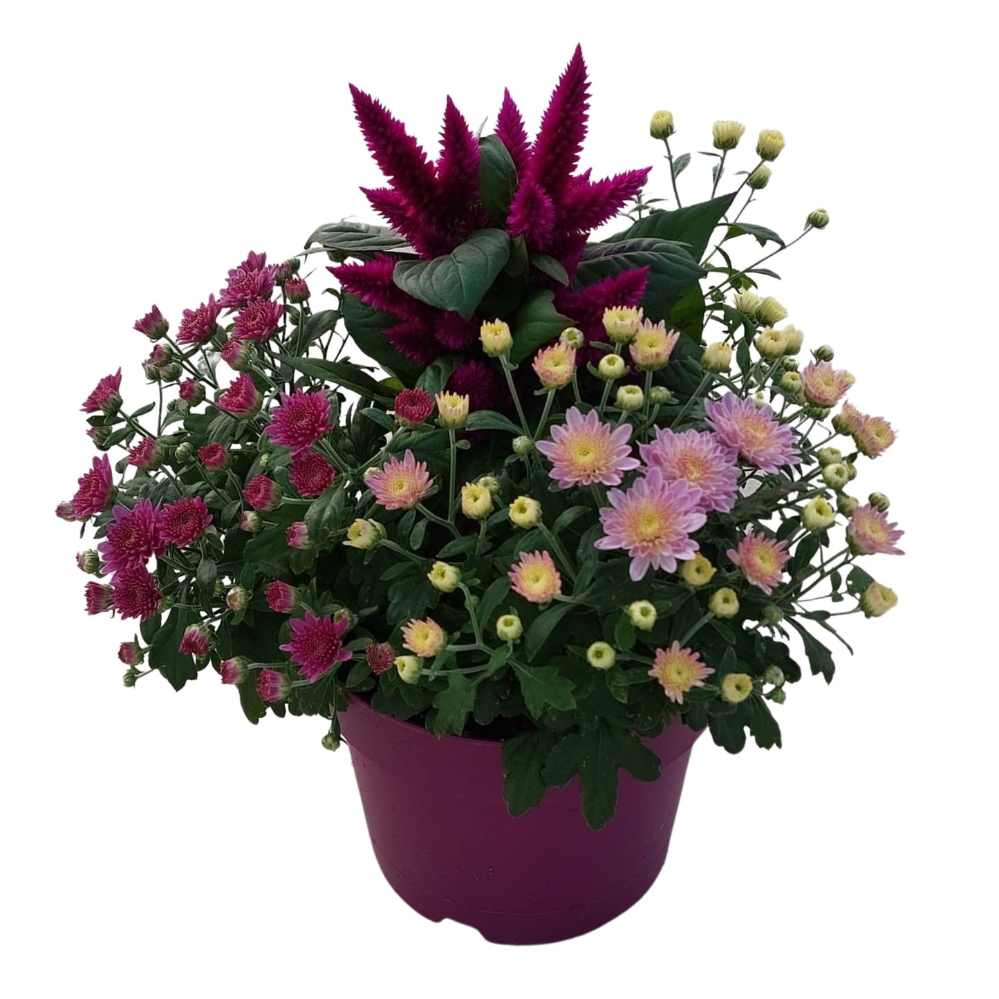 arr. Abbracci Nova 38cm 19cm Pot