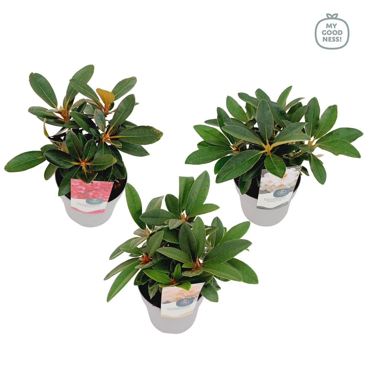 Rhododendron yakushimanum mix 35cm 15cm Pot
