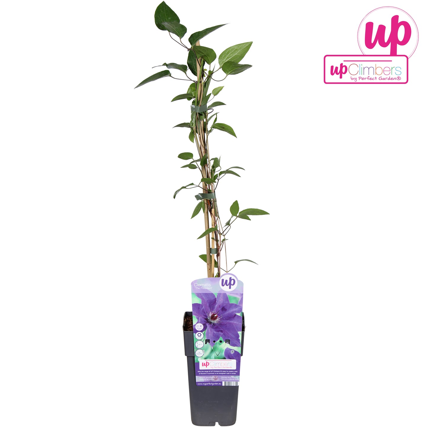Clematis The President 65cm 15cm Pot