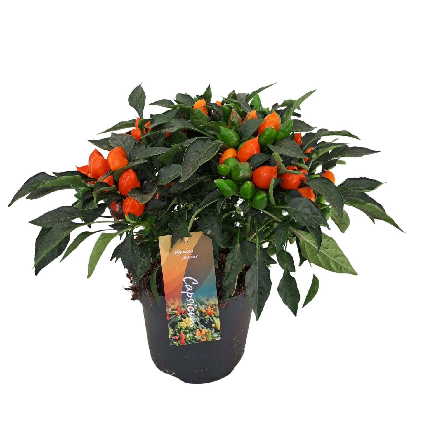 Capsicum ann. Mambo Orange 33cm 17cm Pot