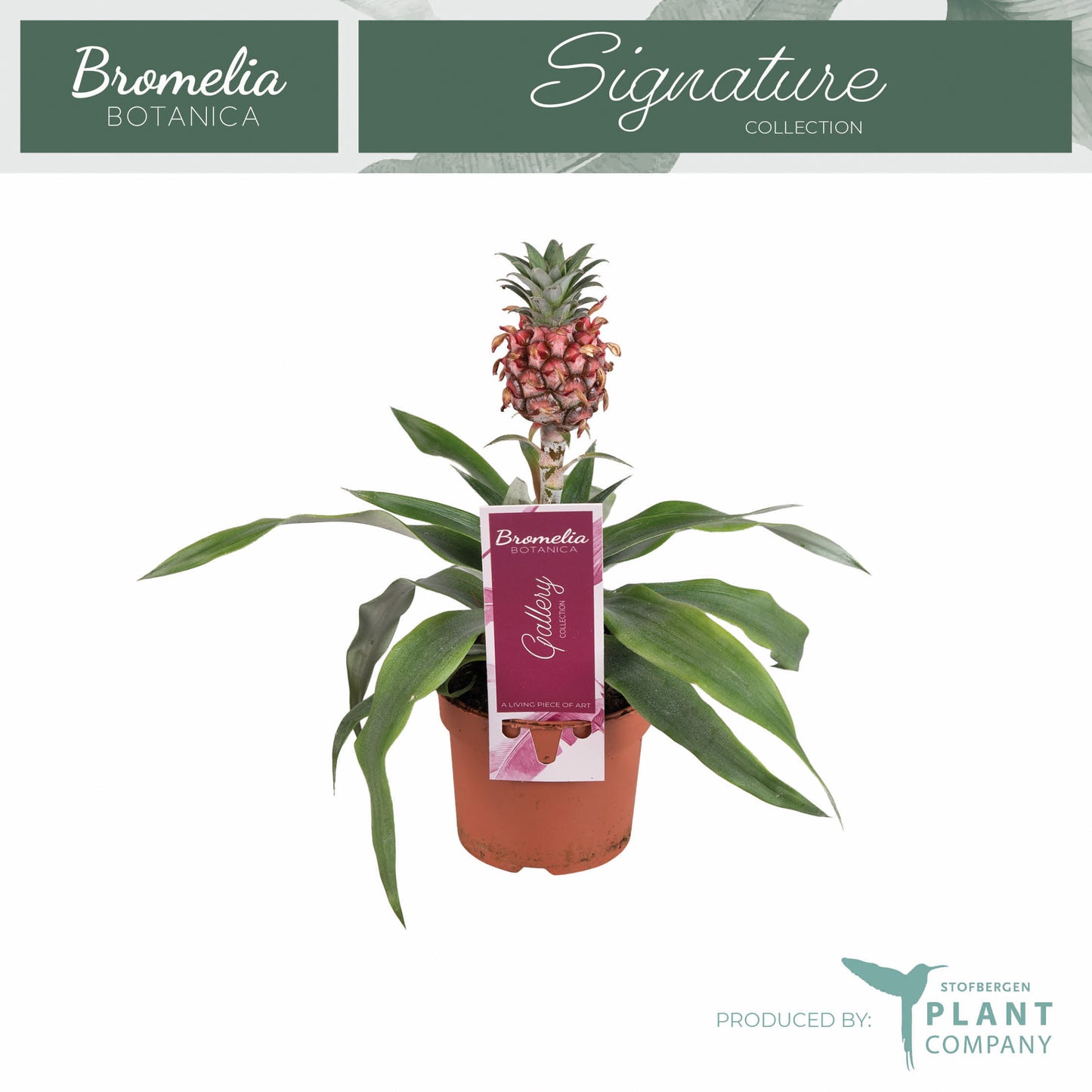 Ananas Rosita 25cm 9cm Pot