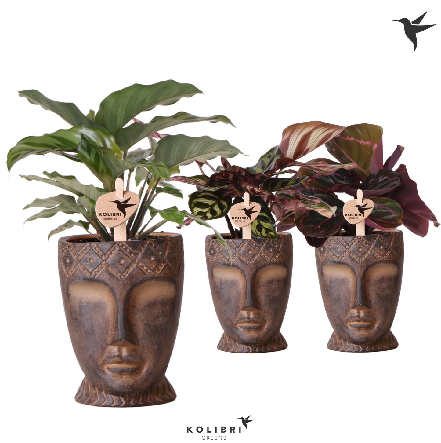 Calathea mix (+drp. Totem Mask) 27cm 9cm Pot