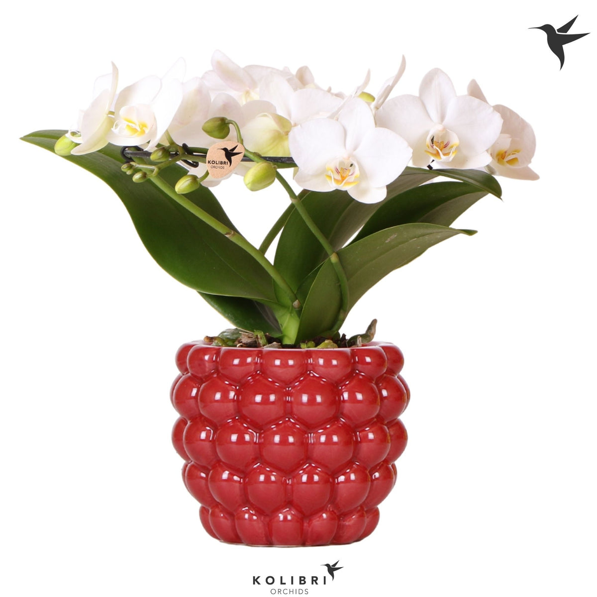 Phalaenopsis multiflora white 30cm 9cm Pot