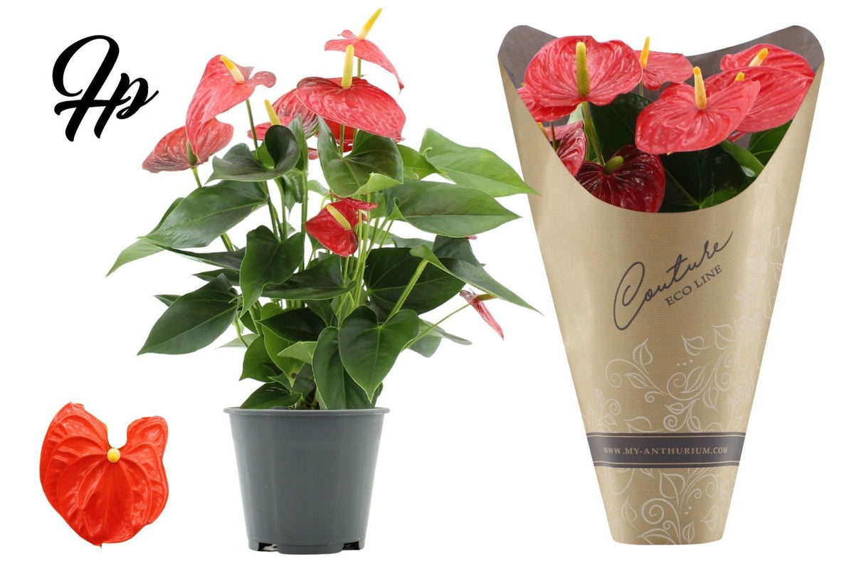 Anthurium Esudo 45cm 14cm Pot