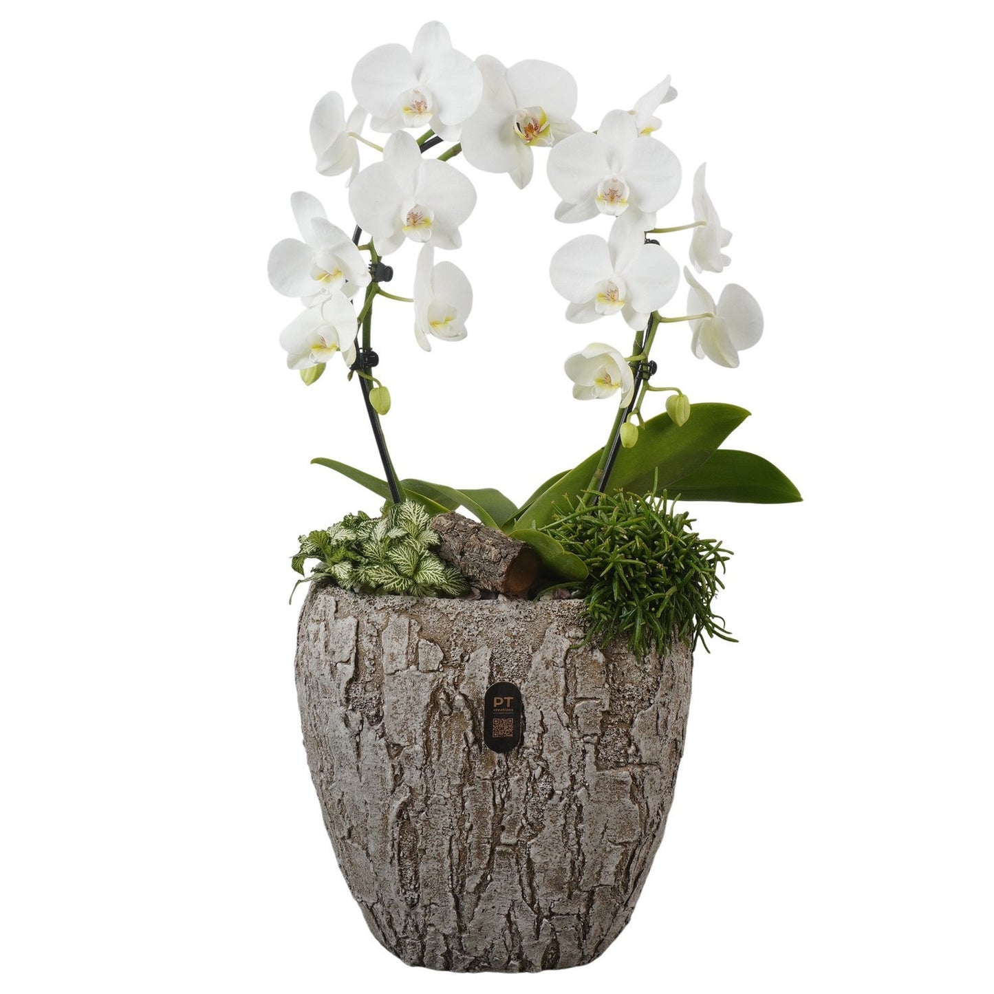 Indoor arrangement 66cm 27cm Pot