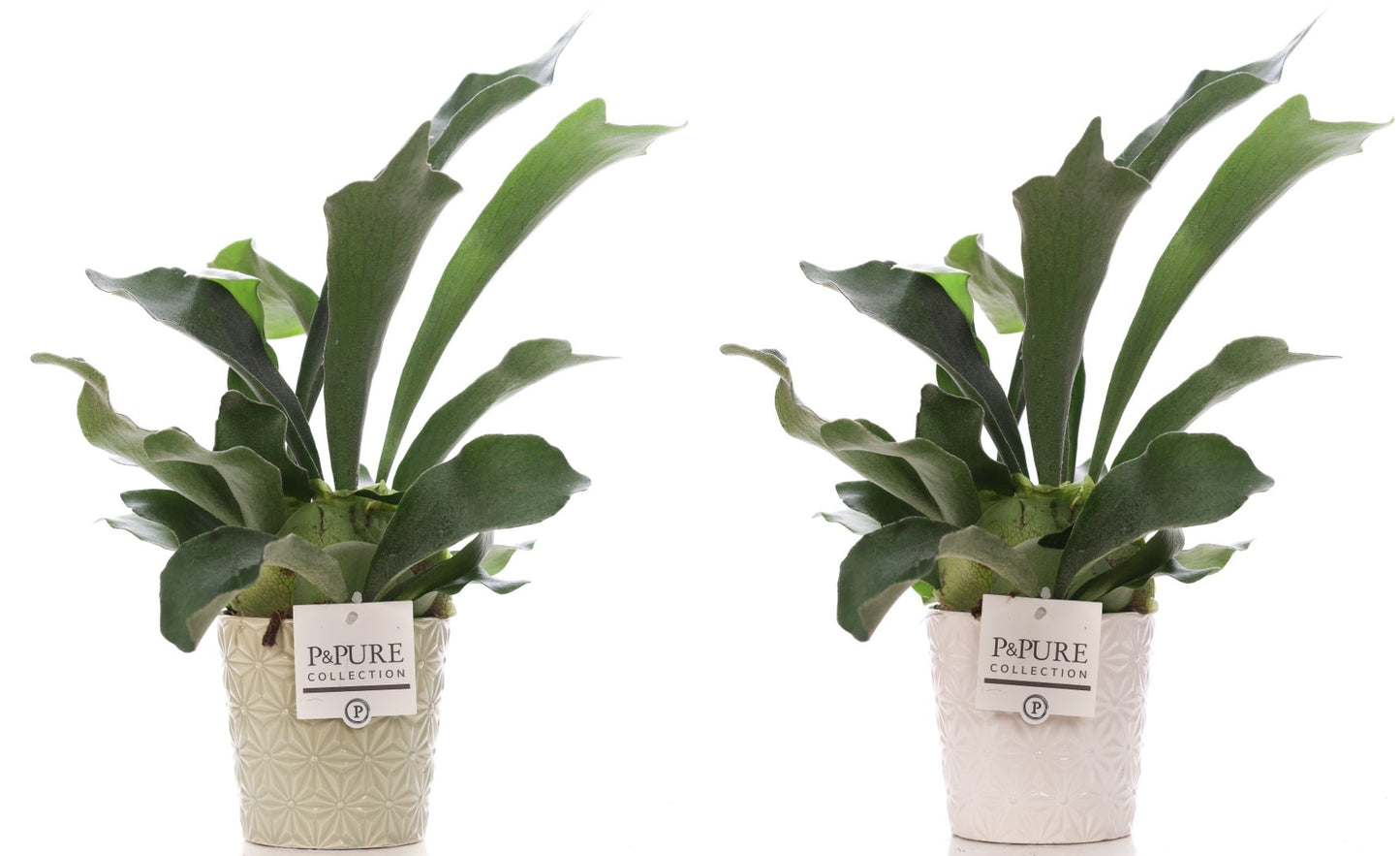 Platycerium bifurcatum 40cm 12cm Pot