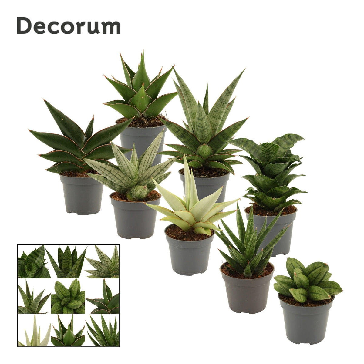 Sansevieria 13cm 6cm Pot
