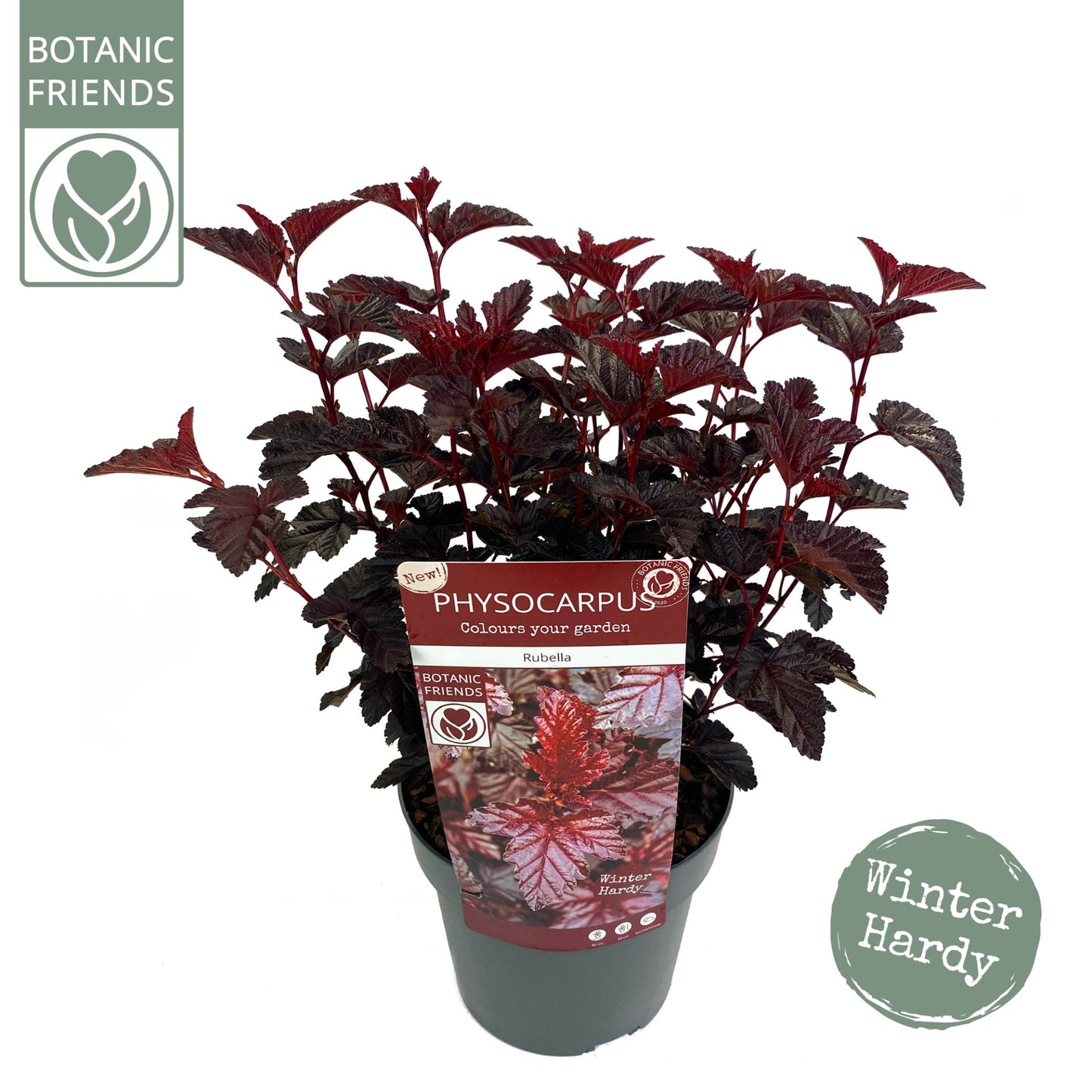 Son en Koot Plant Physocarpus opulifolius Pack of 1