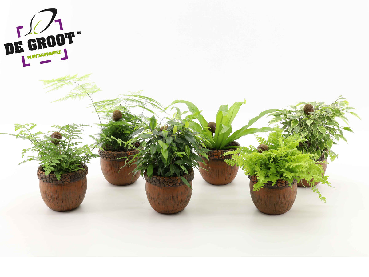 Foliage houseplants mix 20cm 12cm Pot