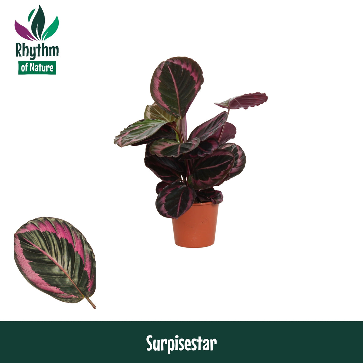 Calathea Surprisestar 45cm 14cm Pot
