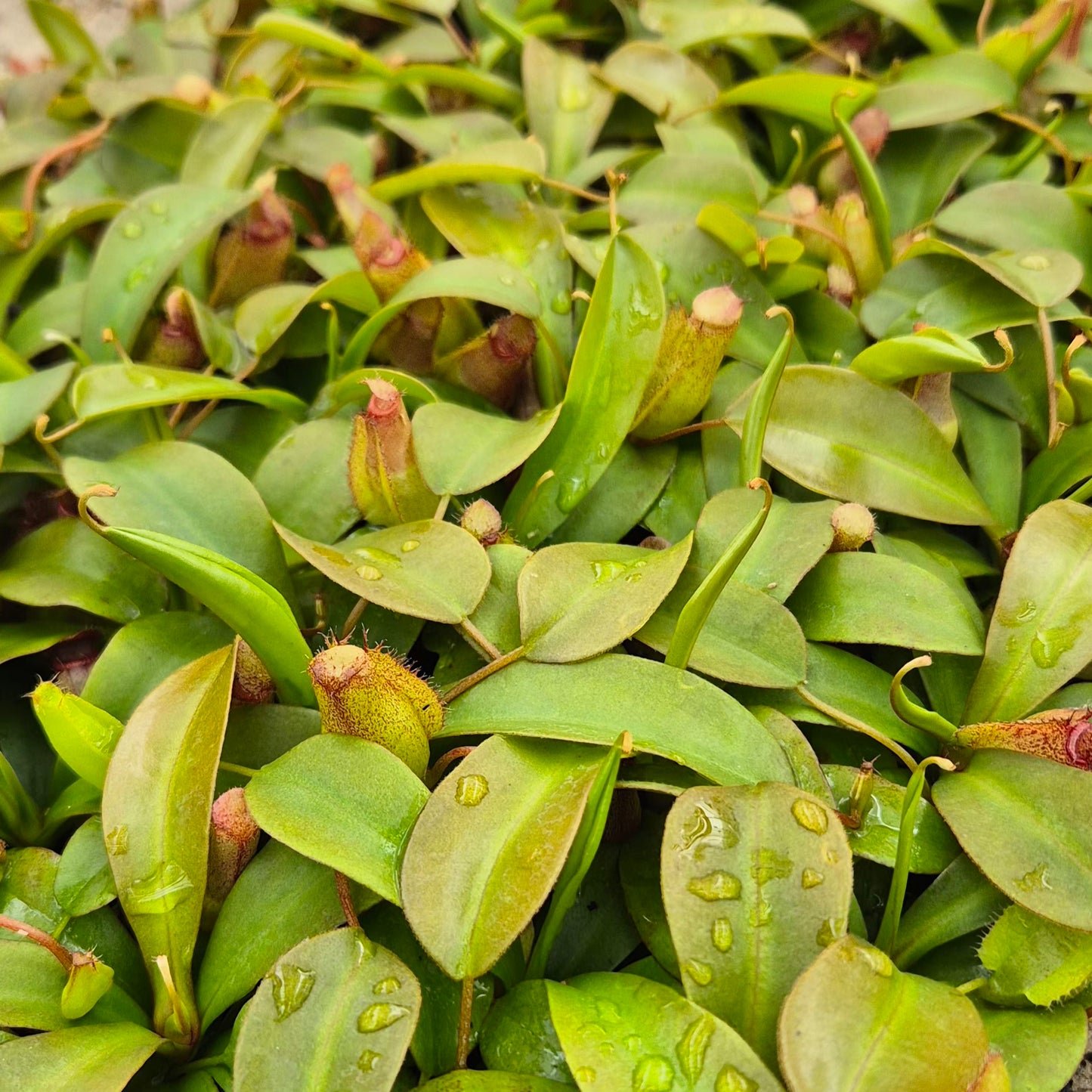 Sam Nepenthes 5cm 6cm Pot