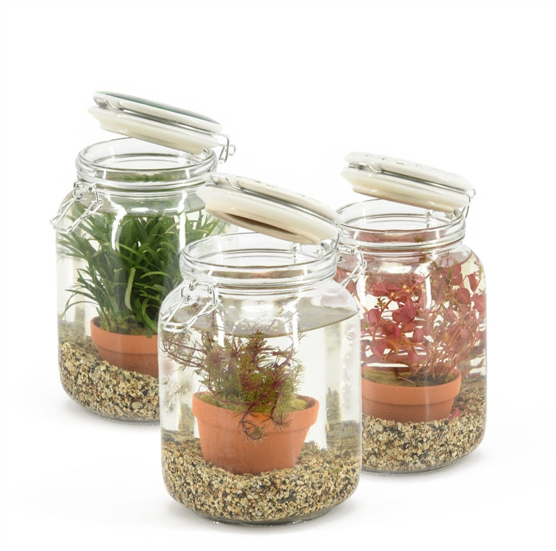 Waterplkw R. Moerings arr. Water plant Terrace pond wood Pack of 6