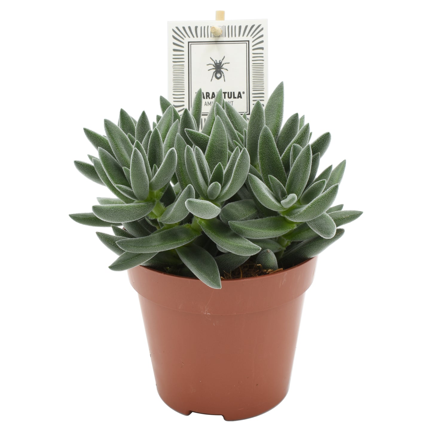 Crassula Tarantula 15cm 12cm Pot