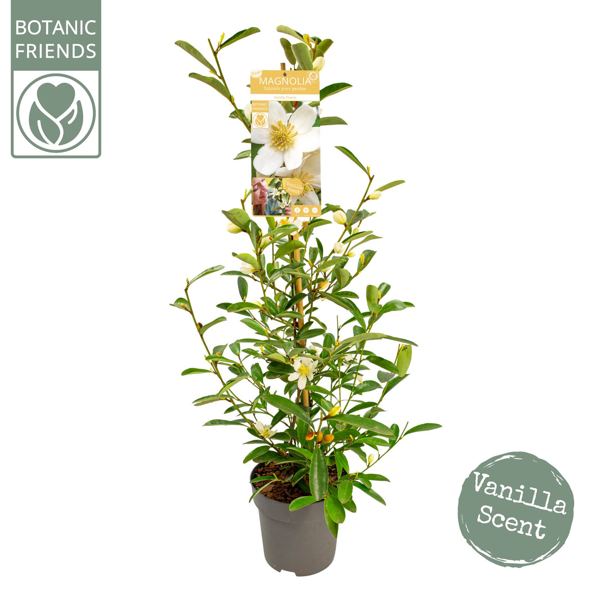 Magnolia Vanilla Pearls 100cm 19cm Pot