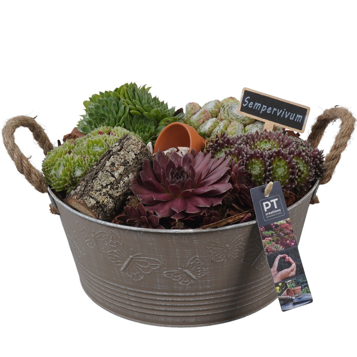 arr. Sempervivum 18cm 27cm Pot