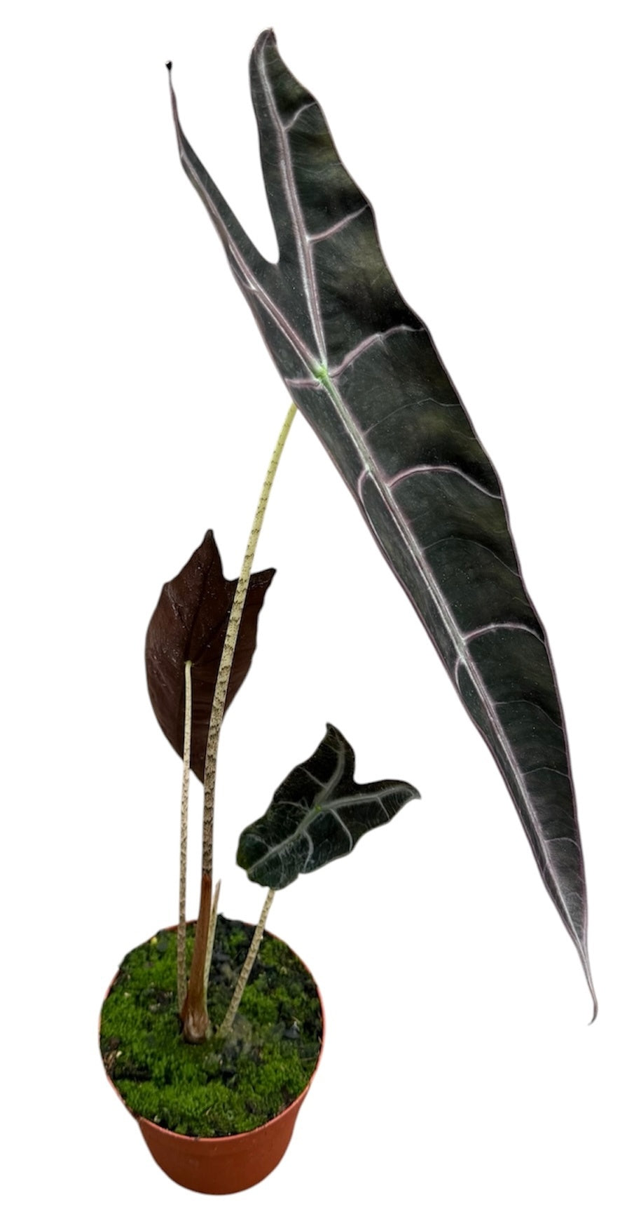 Alocasia amazonica 50cm 14cm Pot