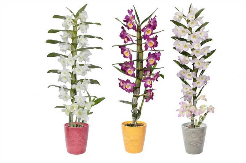 Dendrobium nob. Star Class 50cm 12cm Pot