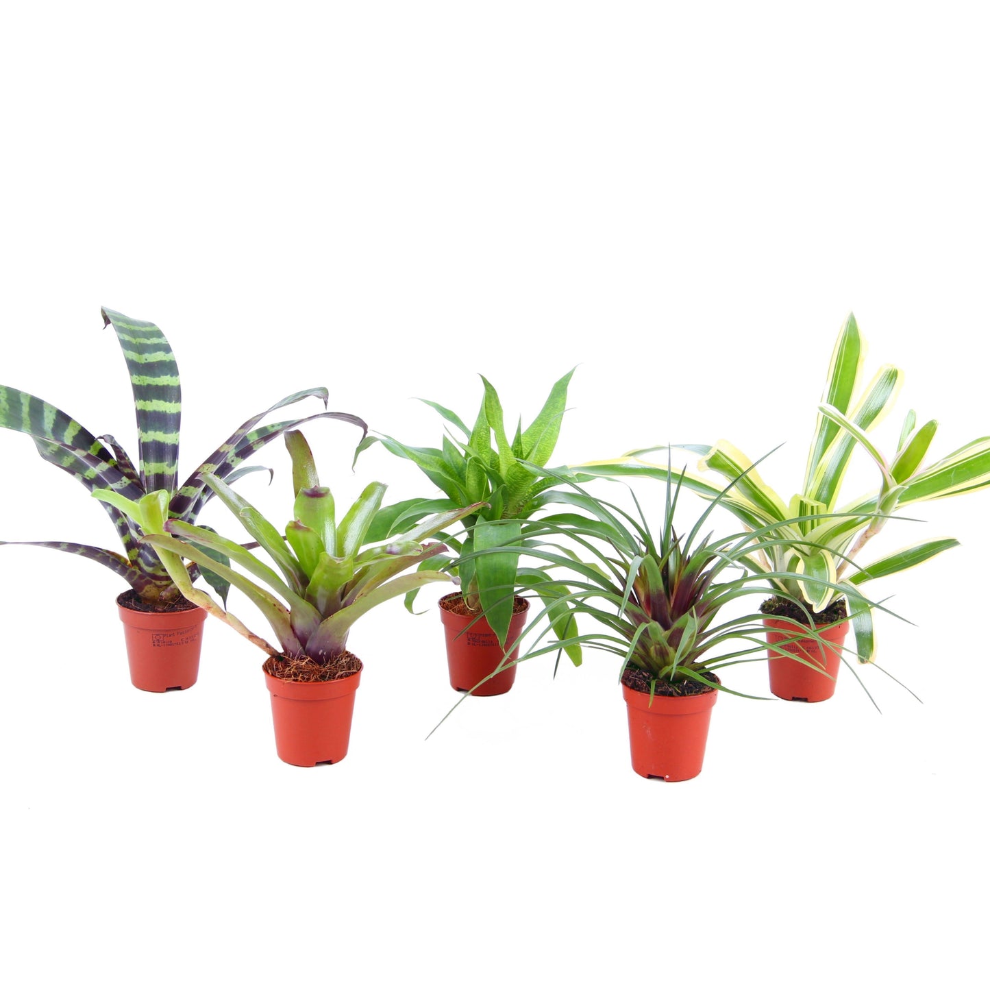 Bromelia mix 15cm 5.5cm Pot