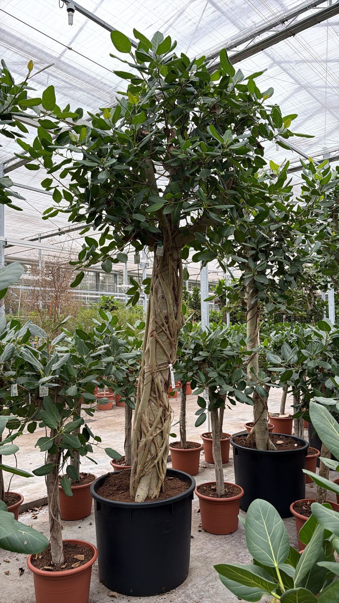 Ficus benghalensis 400cm 80cm Pot