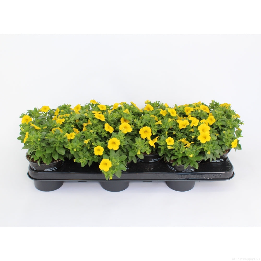 Calibrachoa Minifamous Lemon Yellow 20cm 510cm Pot