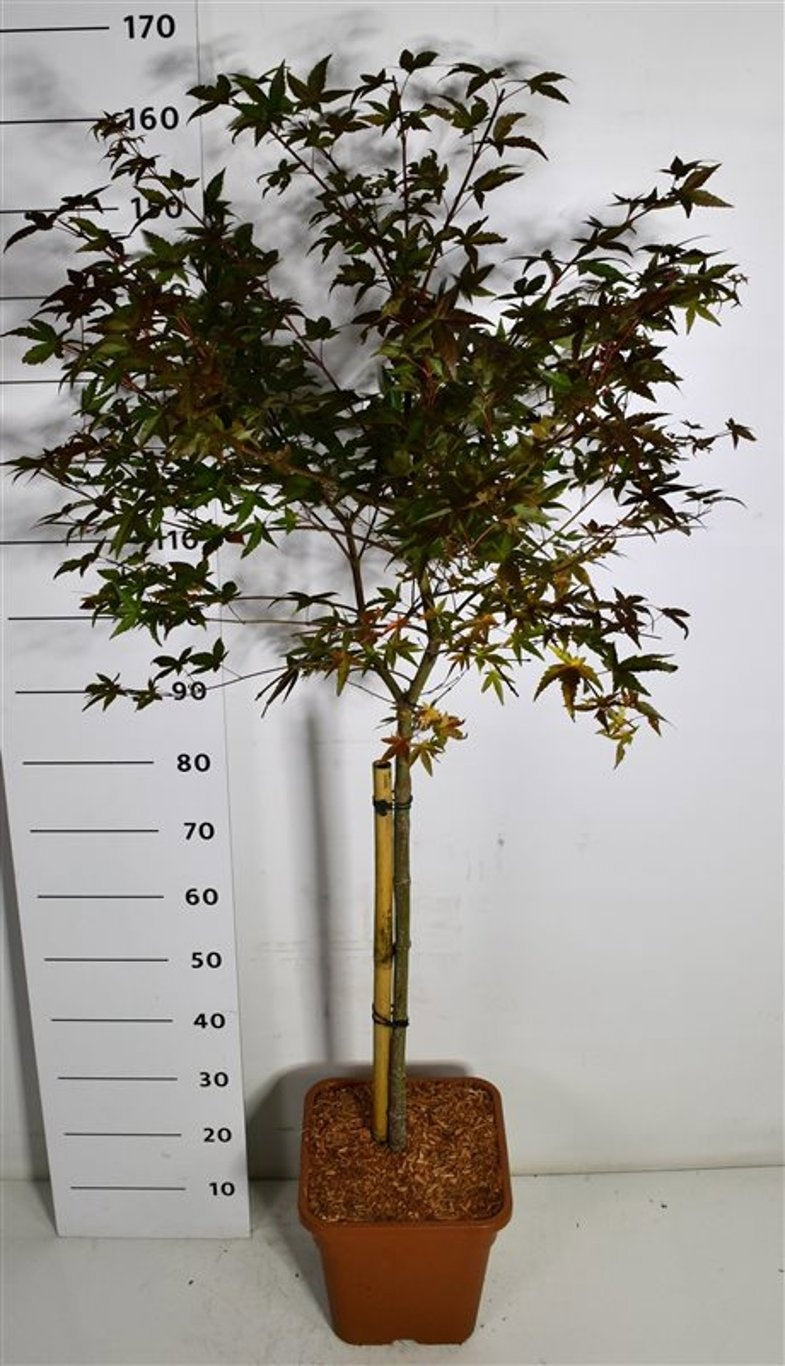 Acer Beni-maiko 170cm 32cm Pot