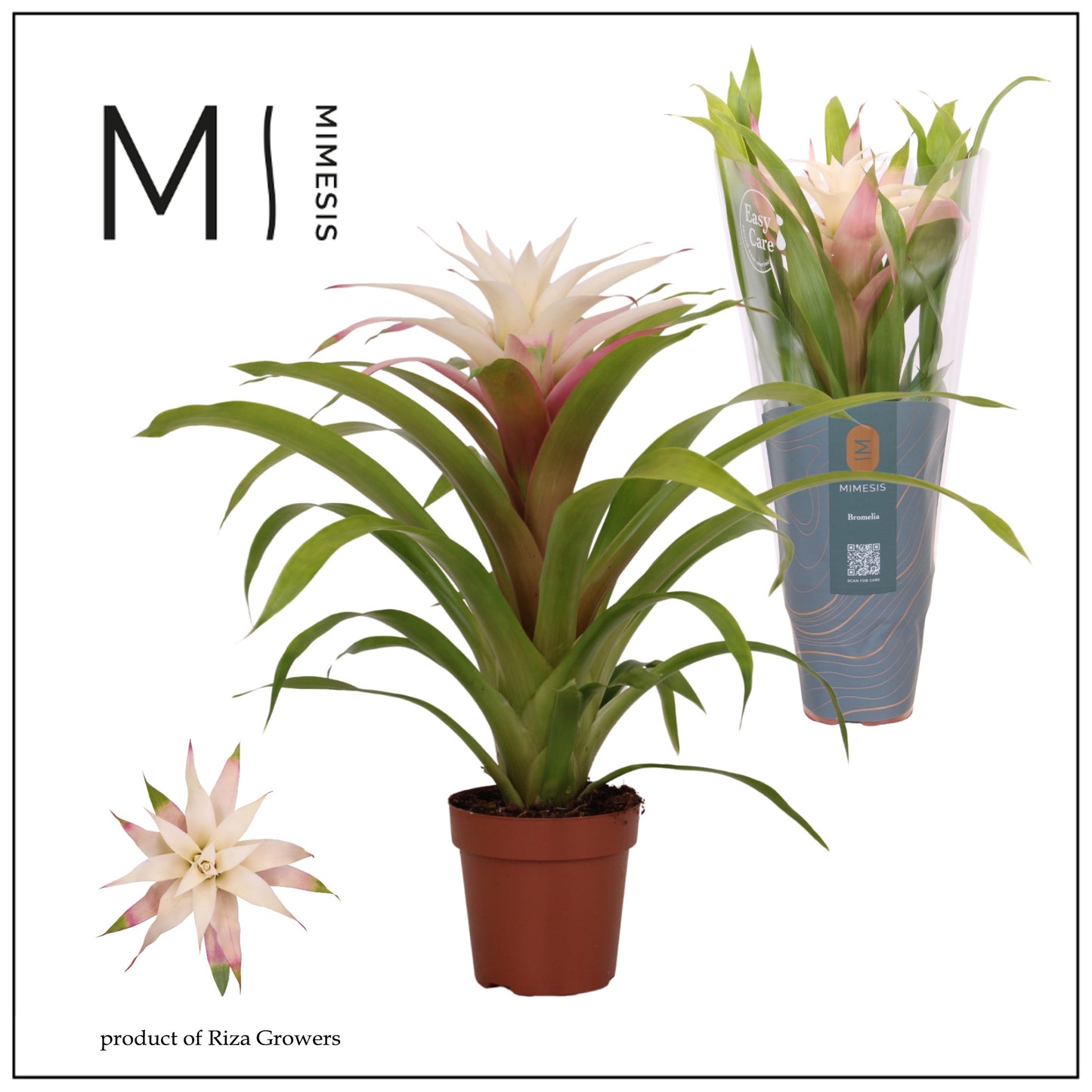 Guzmania Deseo Magical White 42cm 12cm Pot