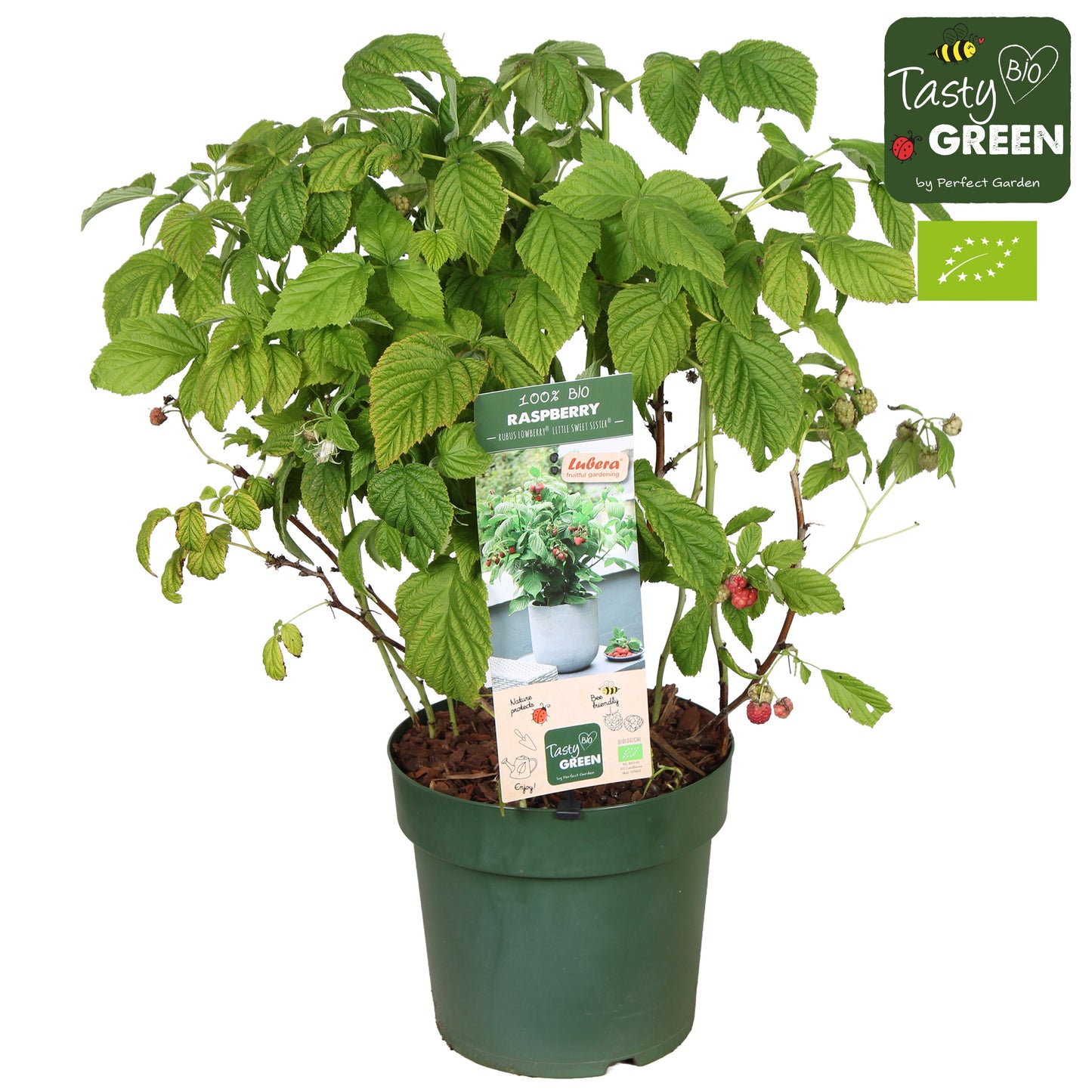 Rubus idaeus (Raspberry) 70cm 23cm Pot