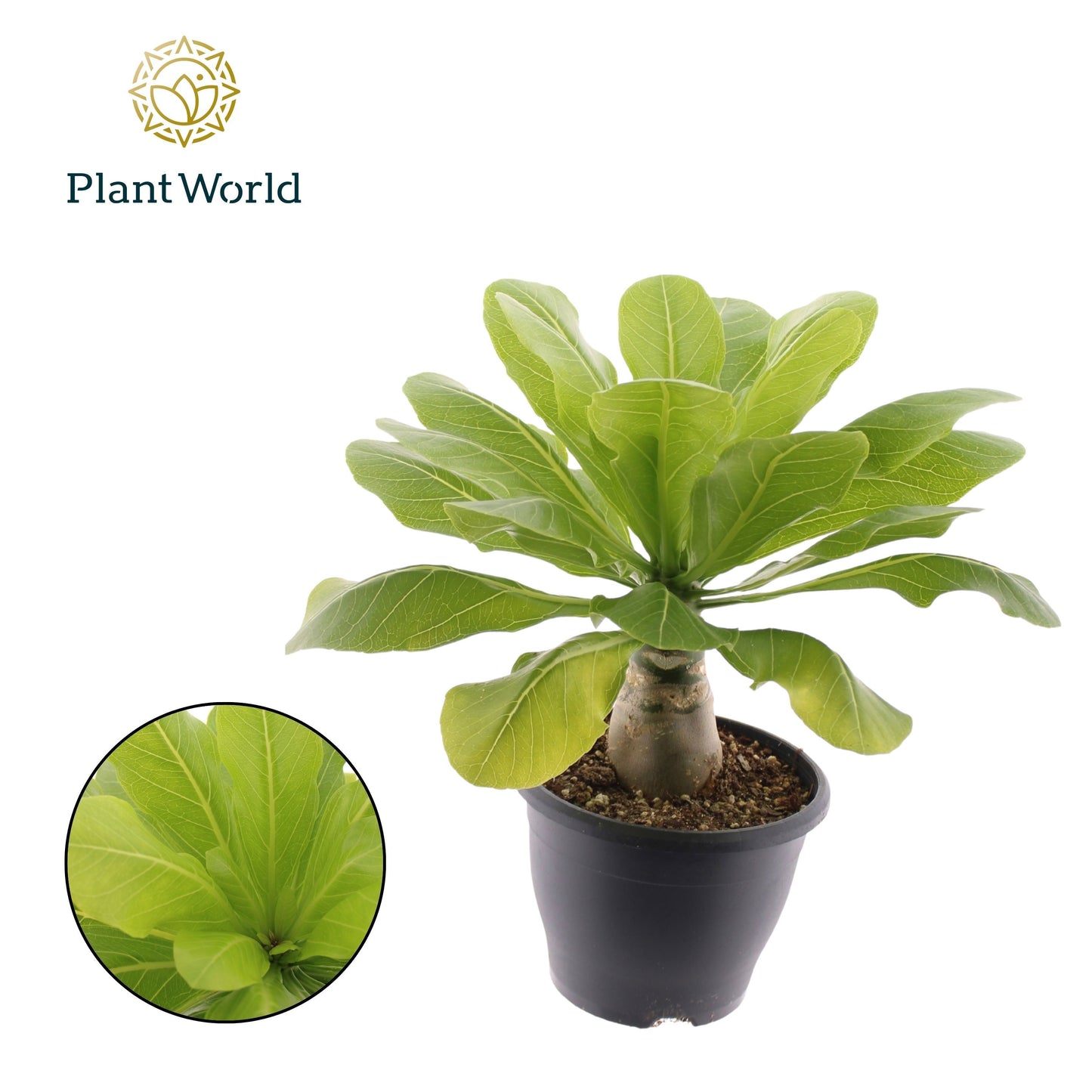 Brighamia Hawaiian Palm 45cm 21cm Pot