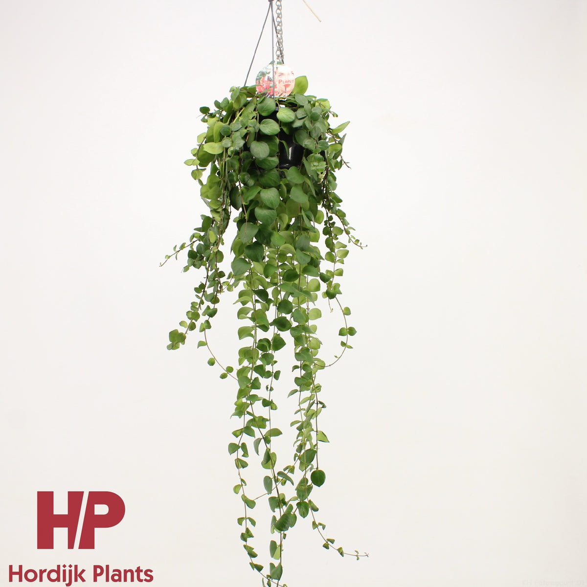 Aeschynanthus Pink Polka 60cm 15cm Pot