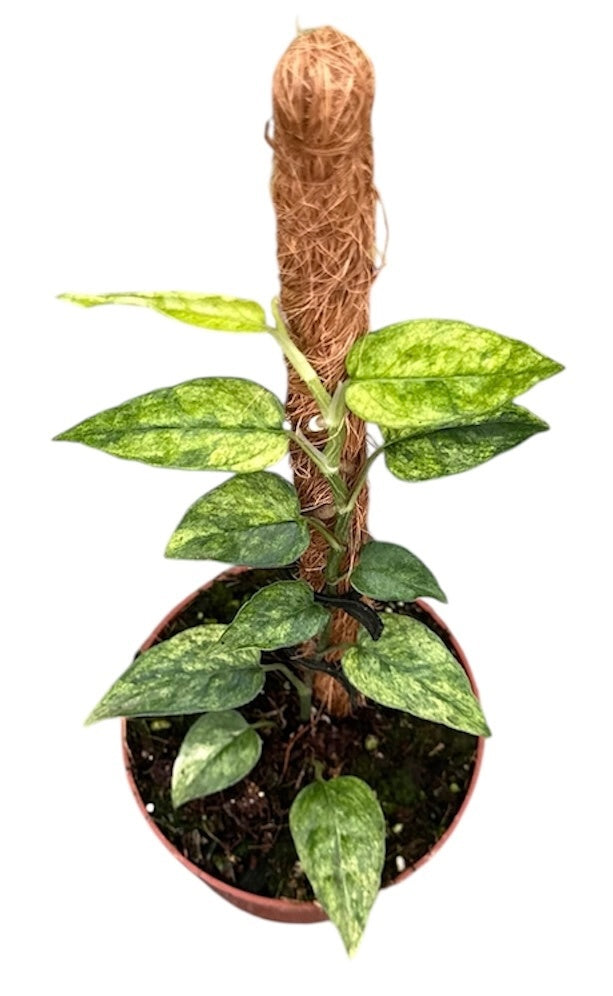 Epipremnum 15cm 10.5cm Pot