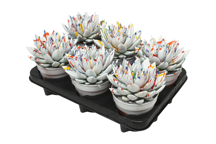 Echeveria colored Splash white 15cm 12cm Pot