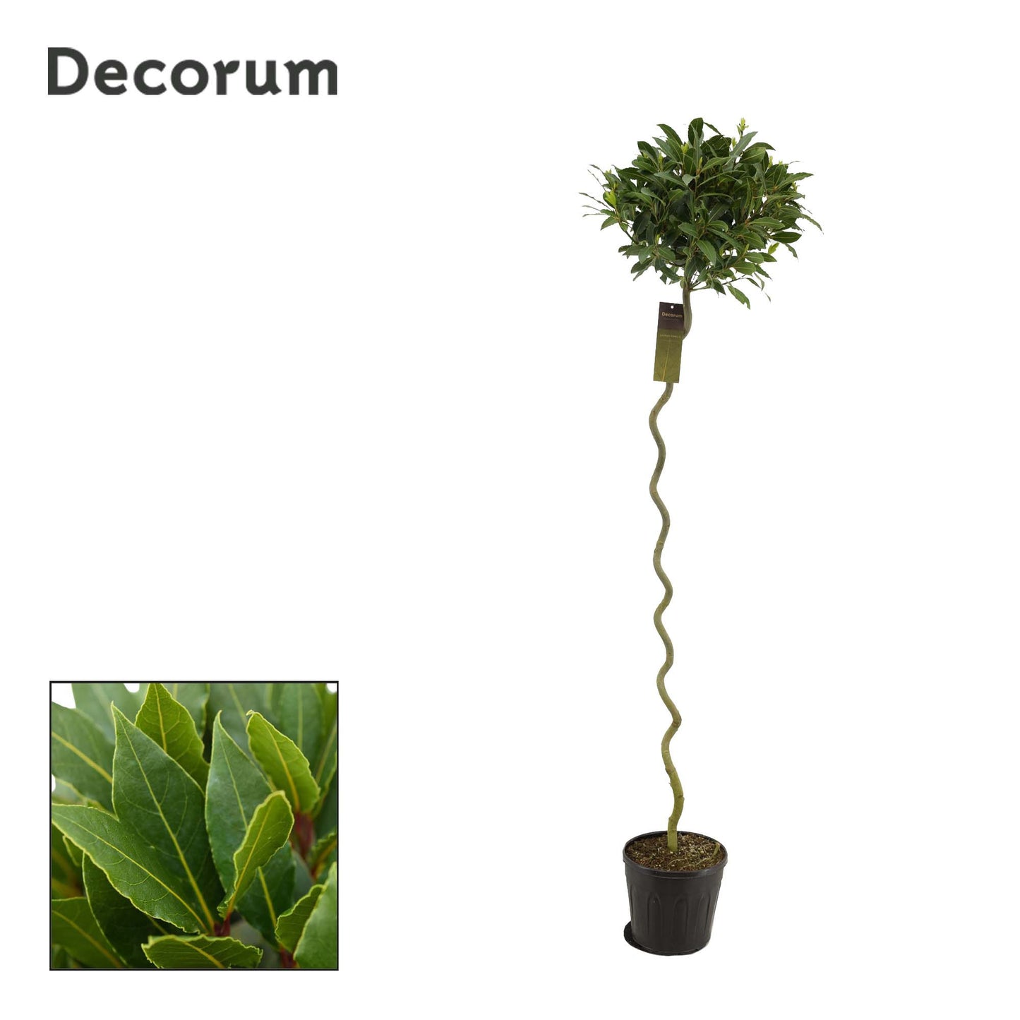 Laurus nobilis 180cm 25cm Pot