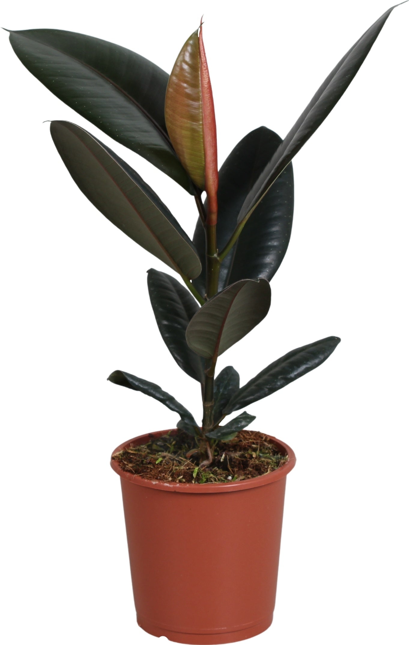 Ficus el. Burgundy 45cm 13cm Pot