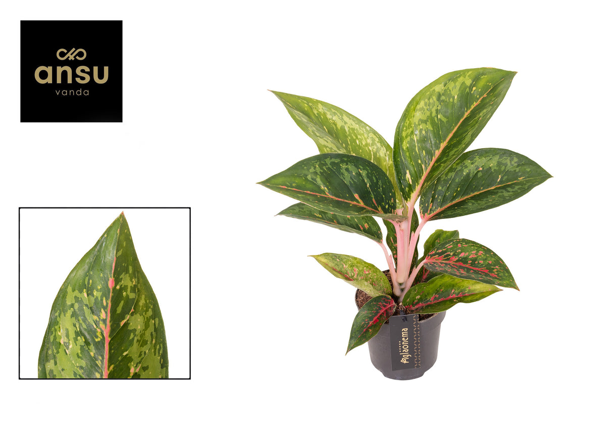 Aglaonema Hybrid 40cm 12cm Pot