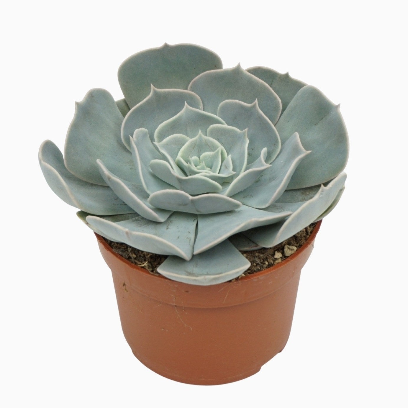 Echeveria Pollux 14cm 10.5cm Pot