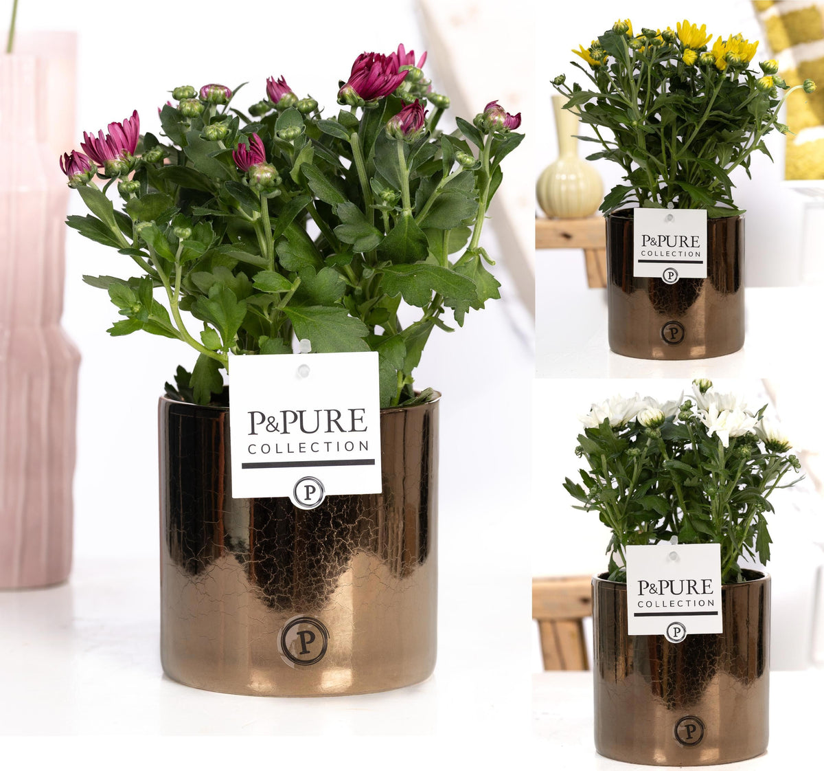 Chrysanthemum double mix 25cm 12cm Pot