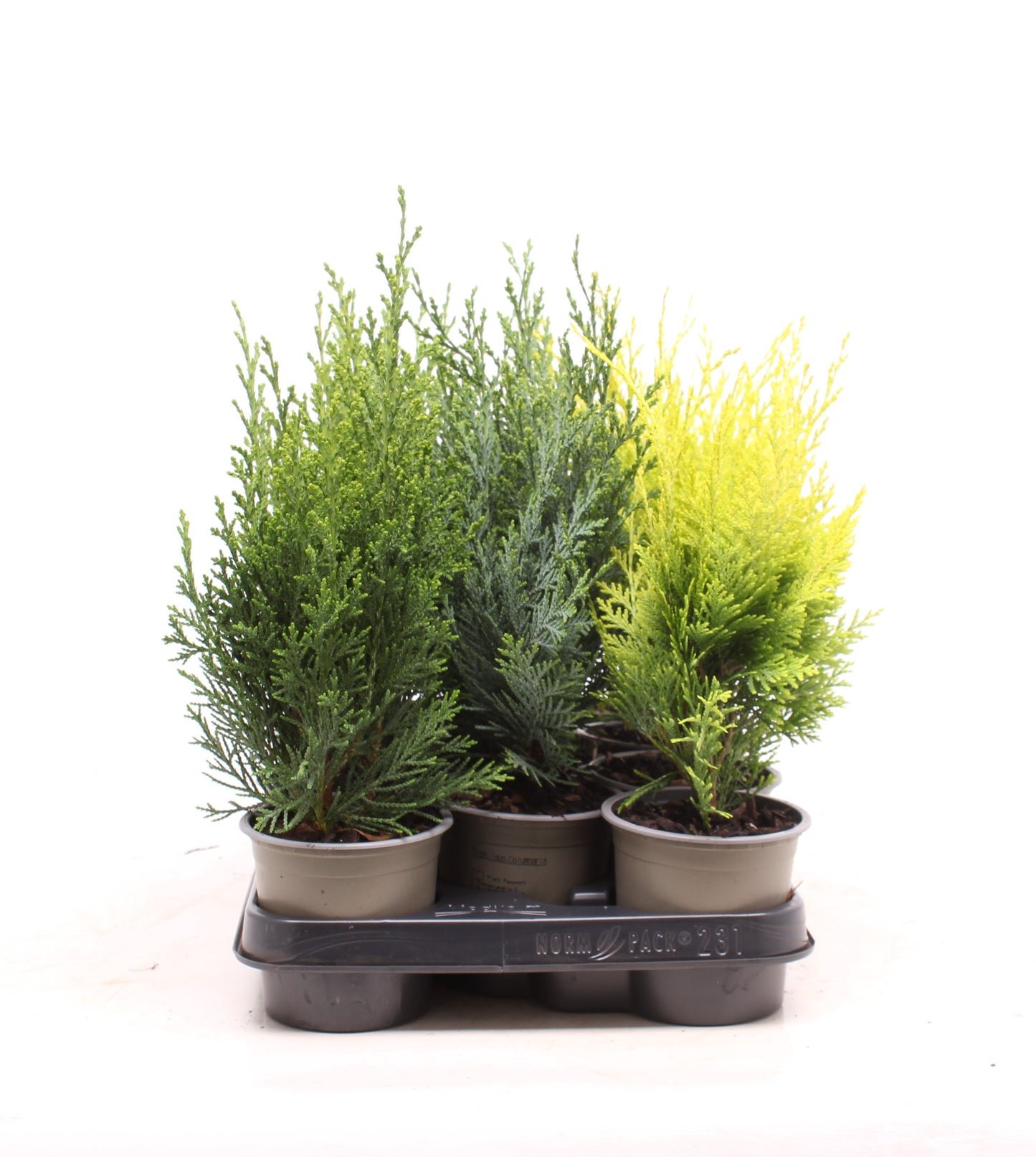 Chamaecyparis 35cm 11cm Pot