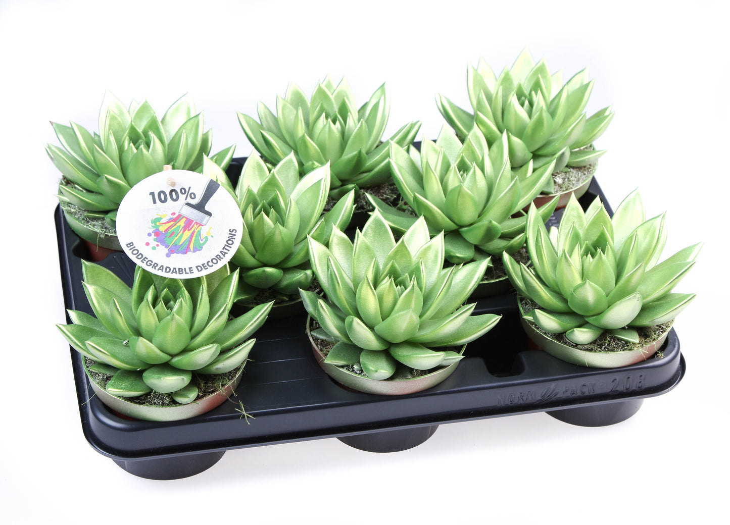 Rainbow Metallic green 12cm 510cm Pot
