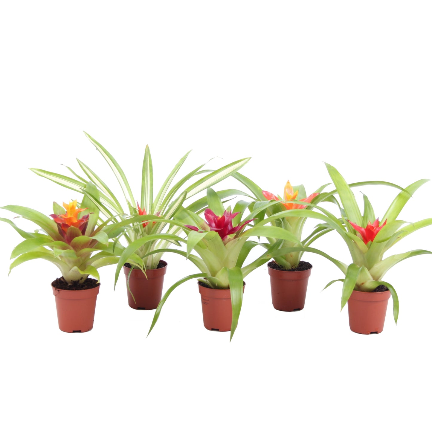 Guzmania mix 15cm 505cm Pot