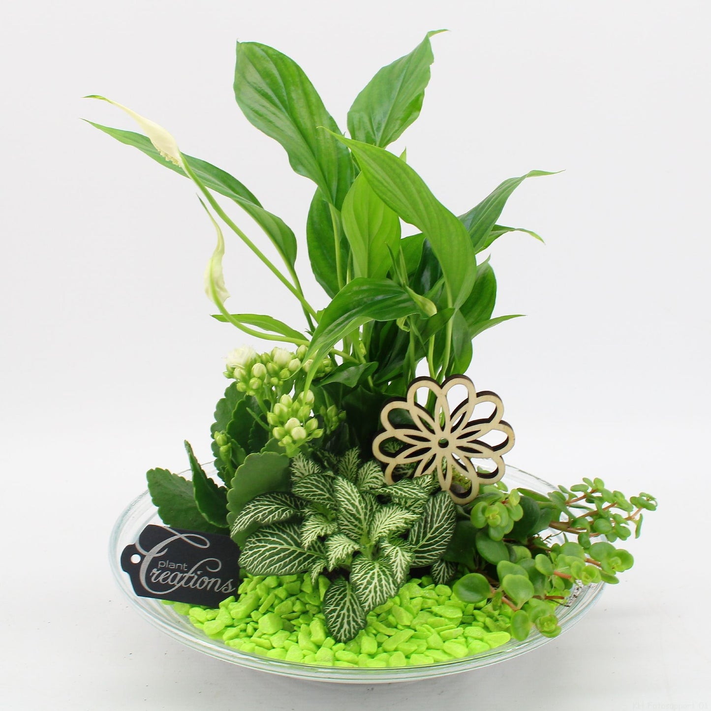 FDCR-2600GR Basic fundamentals 35cm 30cm Pot