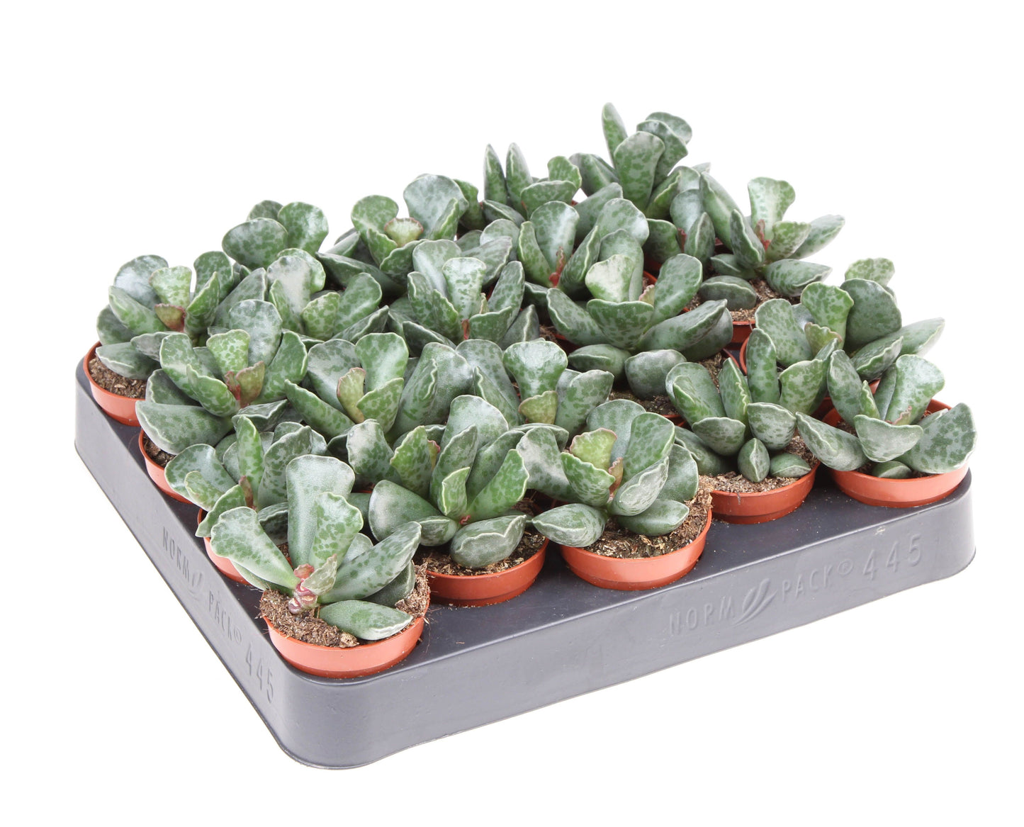 Adromischus cooperii 8cm 5.5cm Pot