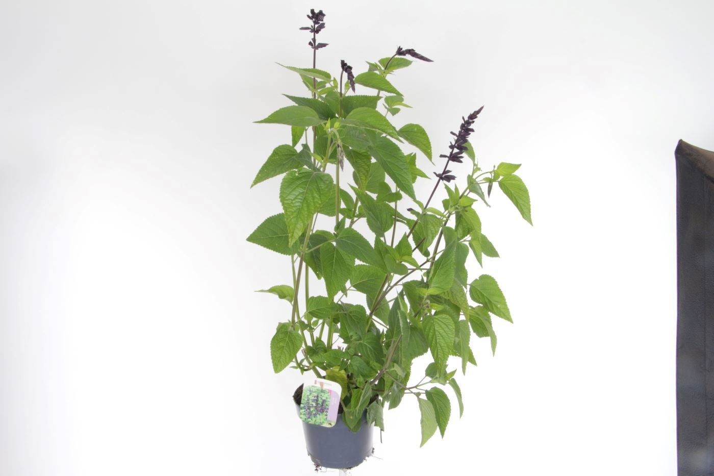 Noordpoel BV, Kw. de Salvia officinalis Pack of 6